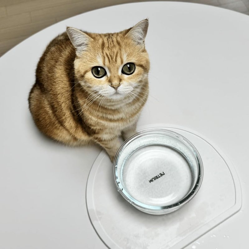 PETRIUM Stone Dry Mat for Pets, Absorbent Pet Feeding Mat for Food, Water Bowls Quick Drying Mat for Pet Cat Water Fountains Natural Diatomaceous Earth Non-Slip Dog Cat Accessories for Messy Drinkers - Image 3